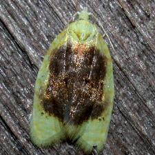 Acleris semipurpurana