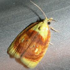 Acleris curvalana