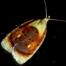 Acleris curvalana