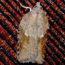 Acleris viburnana