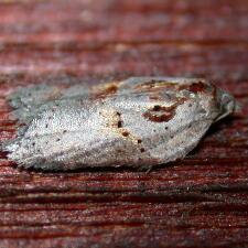 Acleris maculidorsana