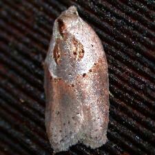 Acleris maculidorsana