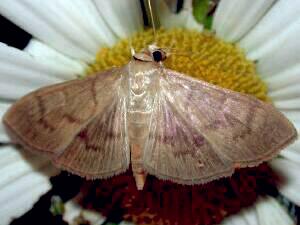 Patania silicalis