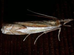 Crambus bidens