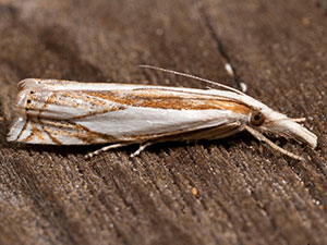 Crambus youngellus