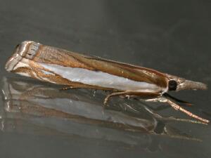 Crambus leachellus