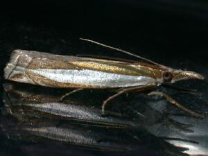 Crambus leachellus