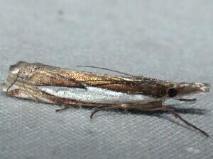 Crambus leachellus