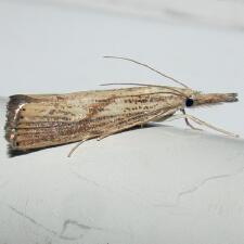 Agriphila ruricolellus