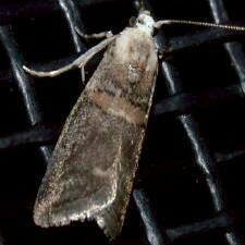 Acrobasis palliolella