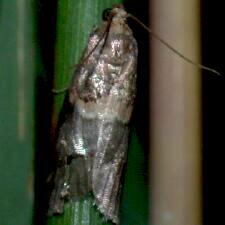 Acrobasis juglandis