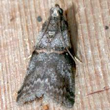 Acrobasis caryae