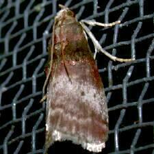 Acrobasis stigmella