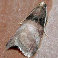 Acrobasis aurorella