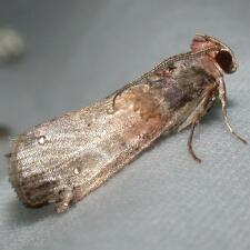 Acrobasis aurorella