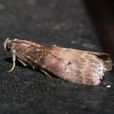 Acrobasis aurorella