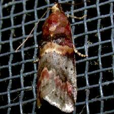 Acrobasis angusella