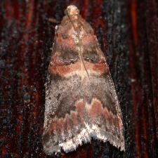 Acrobasis angusella