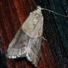 Acrobasis demotella