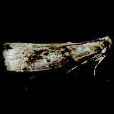 Acrobasis betulella