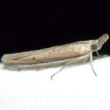 Pima albiplagiatella