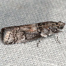 Salebriaria grandidentalis