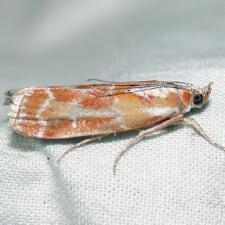 Dioryctria disclusa