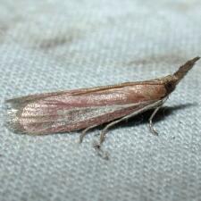 Peoria bipartitella