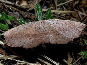 Tacparia zalissaria