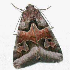 Drasteria occulta