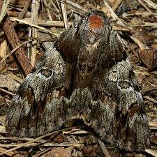 Catocala blandula