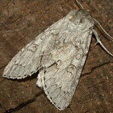 Acronicta rubricoma