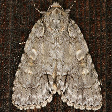 Acronicta immodica