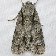 Acronicta clarescens