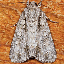 Acronicta clarescens