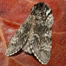 Acronicta dolli