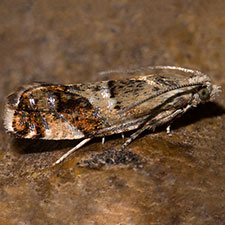 Epinotia cruciana