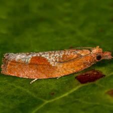 Epinotia septemberana