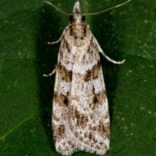 Scoparia biplagialis