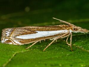 Crambus hamella