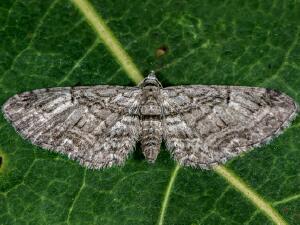 Eupithecia interruptofasciata