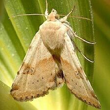 Heliothis phloxiphaga