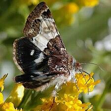 Schinia vacciniae