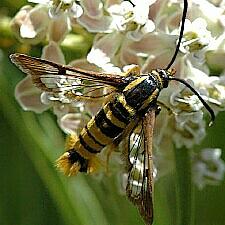 Synanthedon resplendens