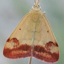 Pyrausta semirubralis