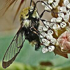 Hemaris thetis