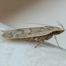 Dichomeris citrifoliella