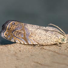 Ethelgoda texanana