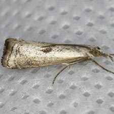 Microcrambus croesus