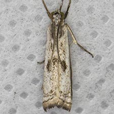 Microcrambus croesus